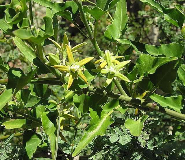 Morrenia odorata