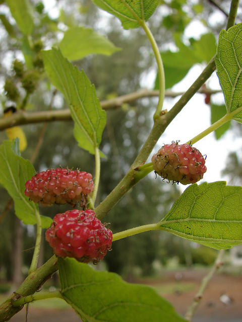 Mûrier blanc
