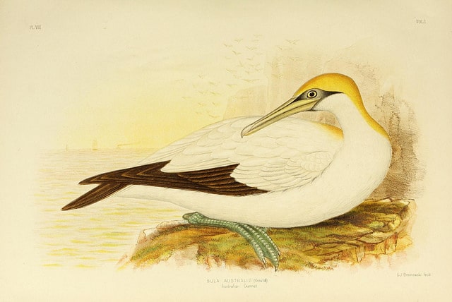 Mûrier