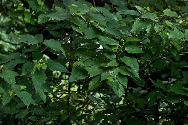 Mûrier