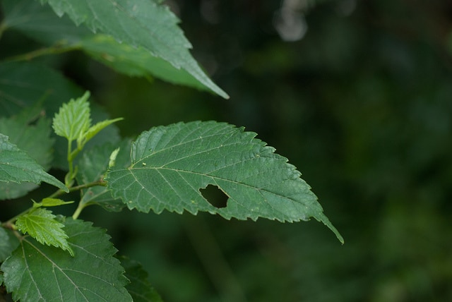 Mûrier (Morus australis)