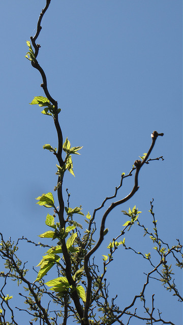 Mûrier à feuilles de platane