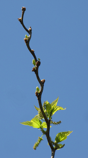 Mûrier à feuilles de platane