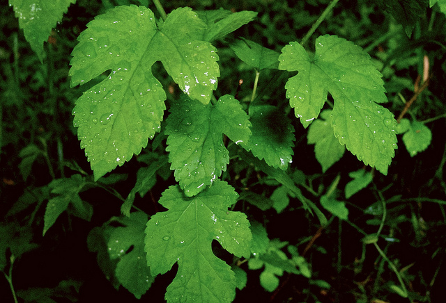 Mûrier à feuilles de platane (Morus bombycis)