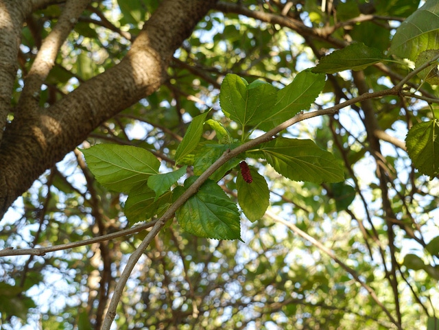 Morus macroura (Morus macroura)