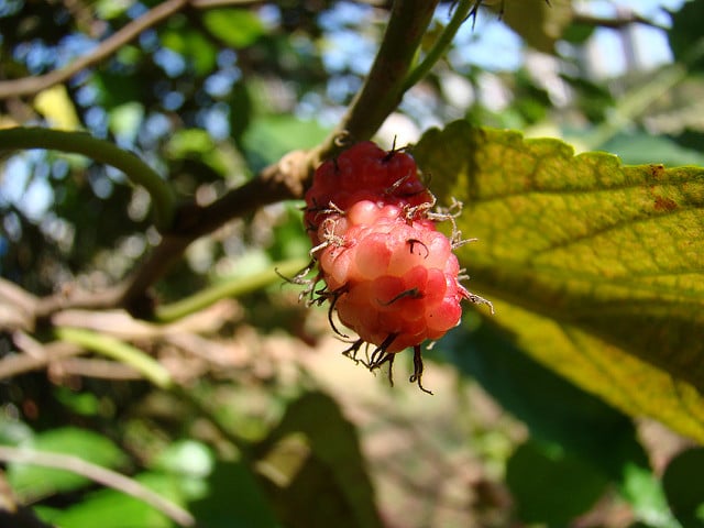 Mûrier rouge