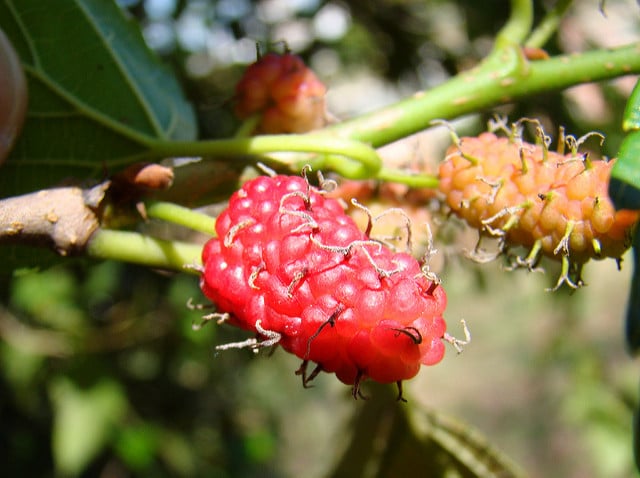 Mûrier rouge
