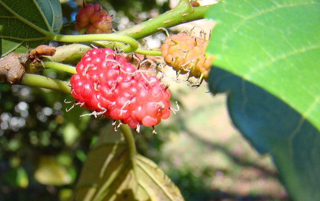 Mûrier rouge