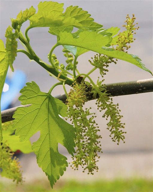Mûrier rouge