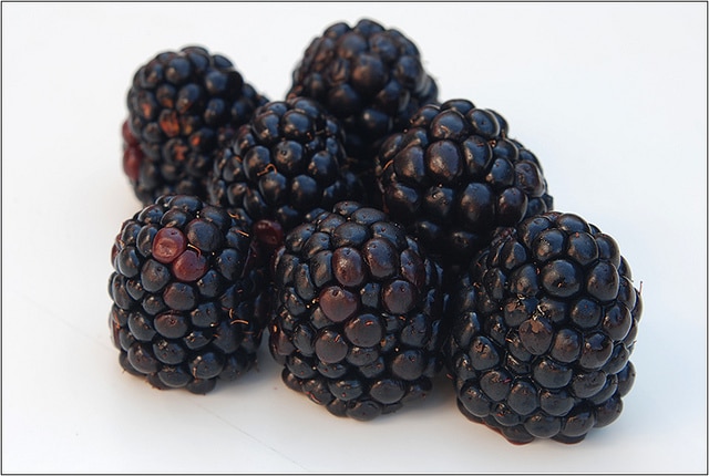 Mûrier rouge