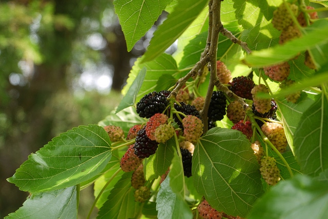 Mûrier rouge (Morus rubra)