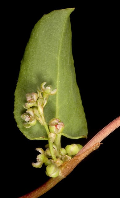 Muehlenbeckia adpressa