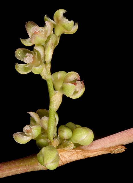 Muehlenbeckia adpressa