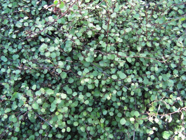 Muehlenbeckia australis