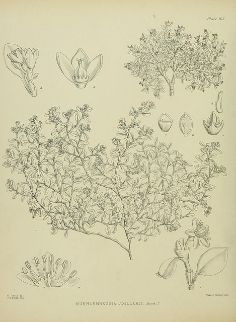 Muehlenbeckia axillaris