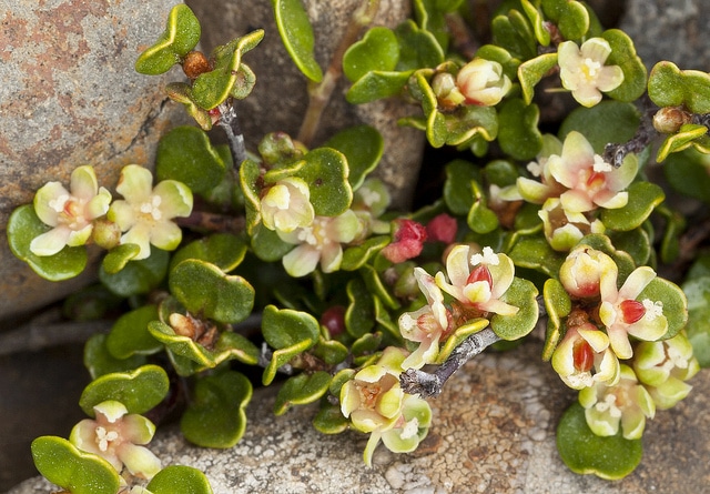 Muehlenbeckia axillaris
