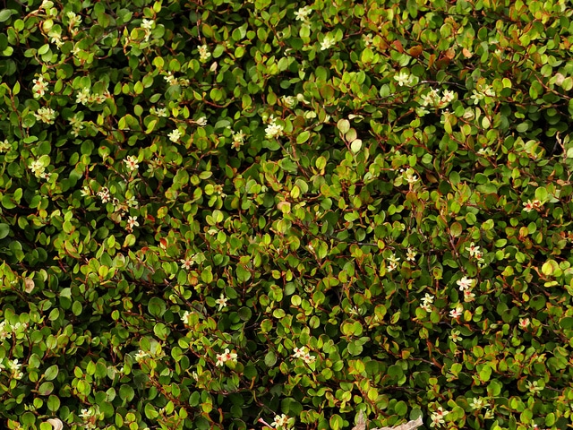 Muehlenbeckia axillaris