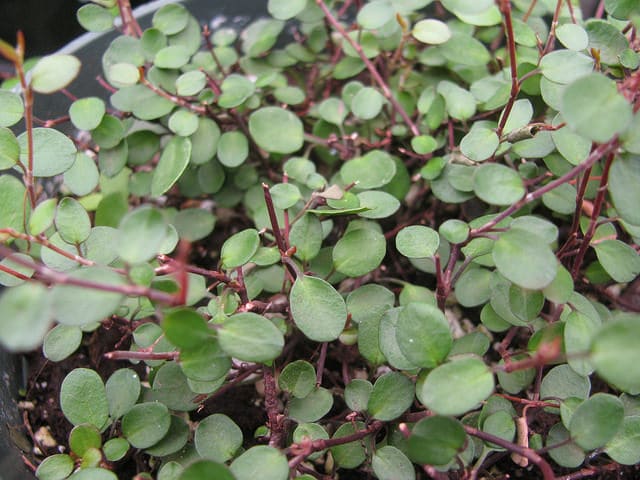 Muehlenbeckia complexa