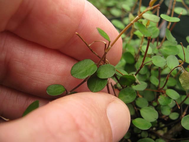 Muehlenbeckia complexa