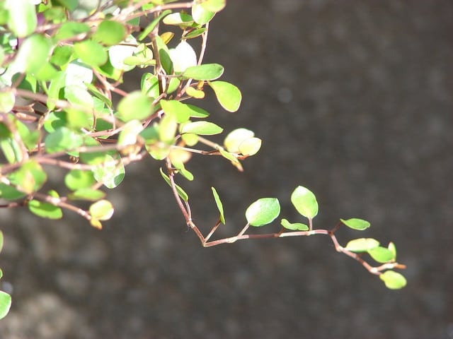 Muehlenbeckia complexa