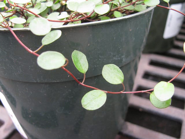 Muehlenbeckia complexa