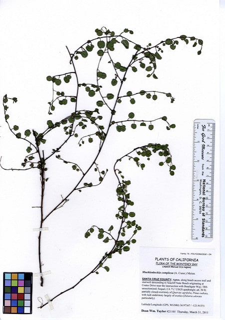 Muehlenbeckia complexa