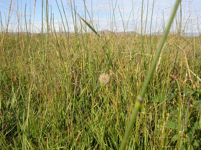 Muhlenbergia asperifolia