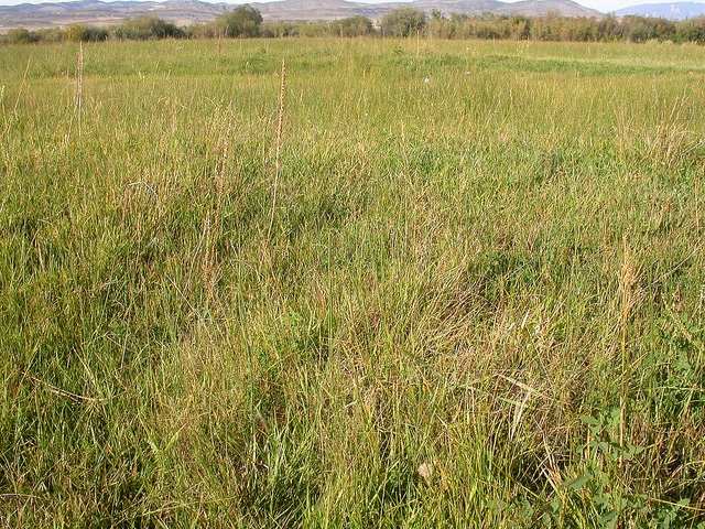 Muhlenbergia asperifolia
