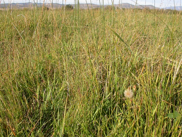 Muhlenbergia asperifolia
