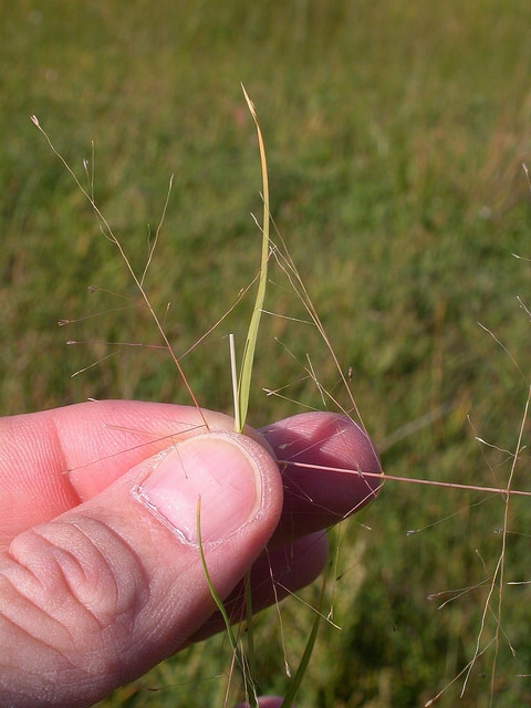 Muhlenbergia asperifolia