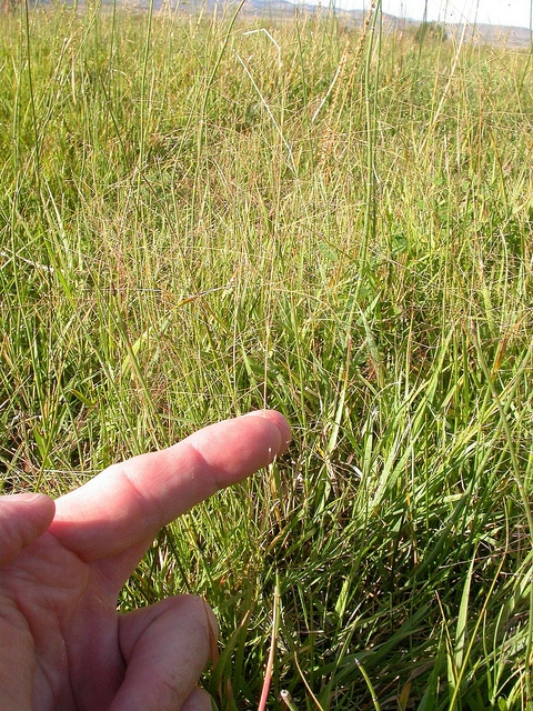 Muhlenbergia asperifolia