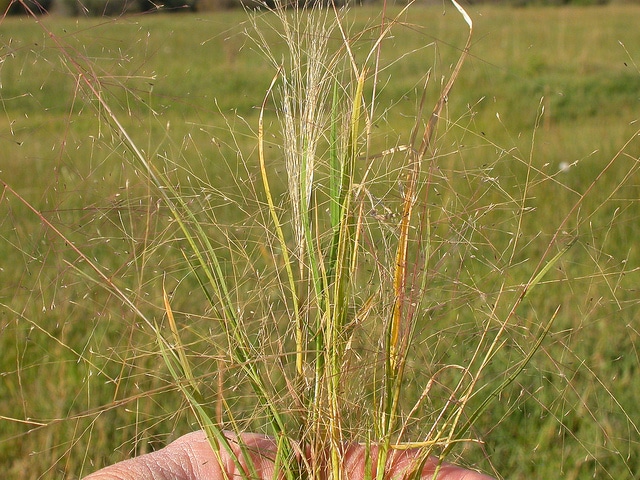 Muhlenbergia asperifolia (Muhlenbergia asperifolia)