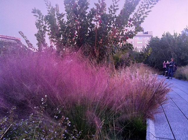 Muhlenbergia capillaris (Muhlenbergia capillaris)