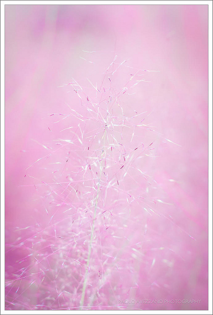 Muhlenbergia capillaris