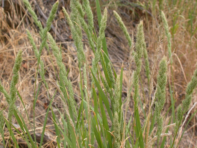 Muhlenbergia glomerata