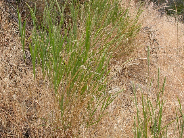 Muhlenbergia glomerata