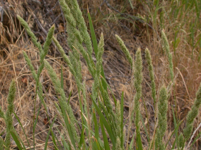 Muhlenbergia glomerata