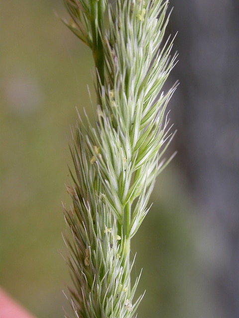 Muhlenbergia glomerata