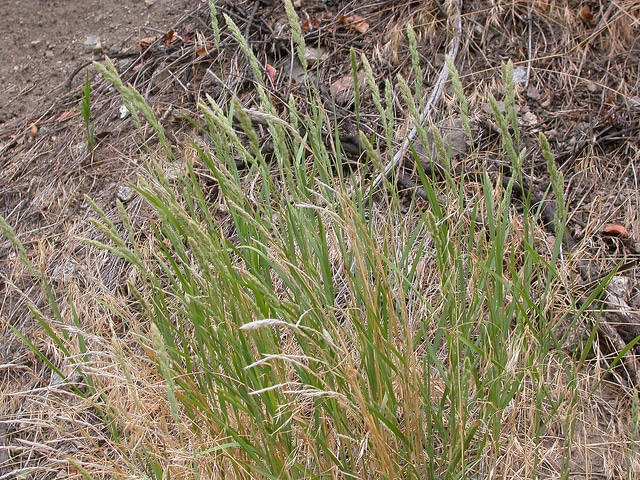 Muhlenbergia glomerata
