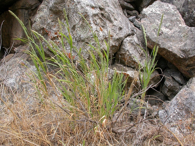 Muhlenbergia glomerata
