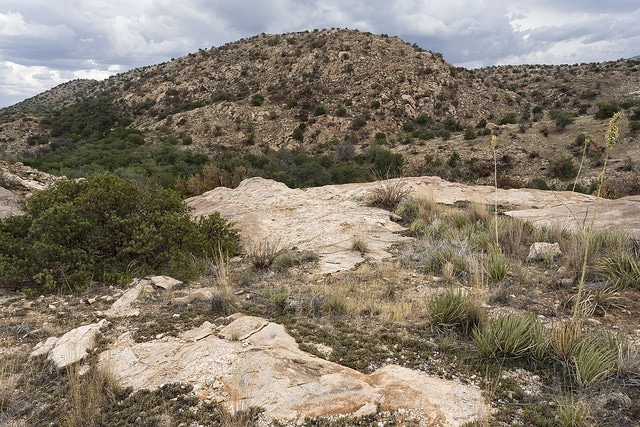 Muhlenbergia lindheimeri