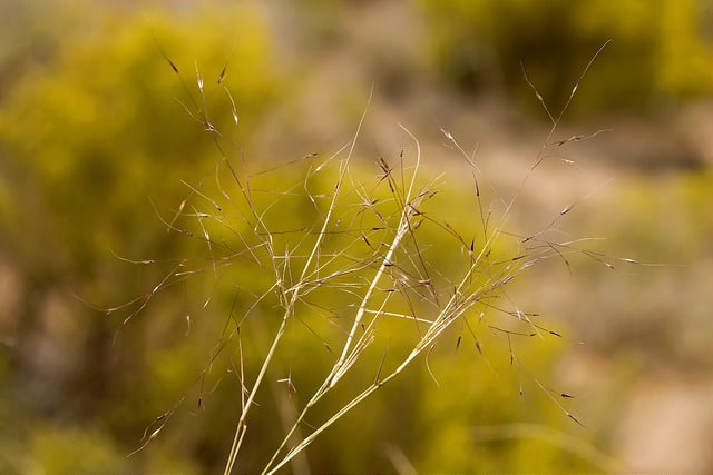 Muhlenbergia porteri