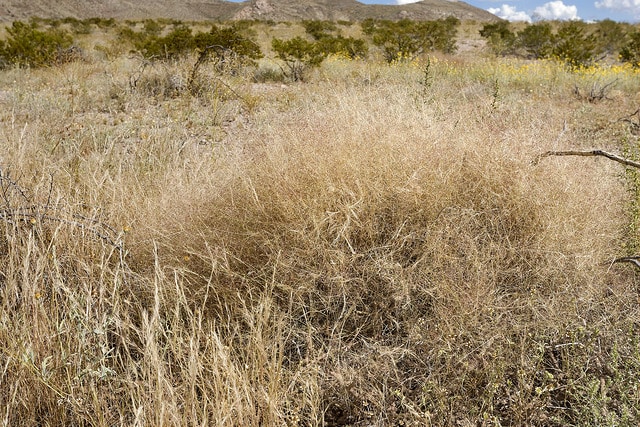 Muhlenbergia porteri
