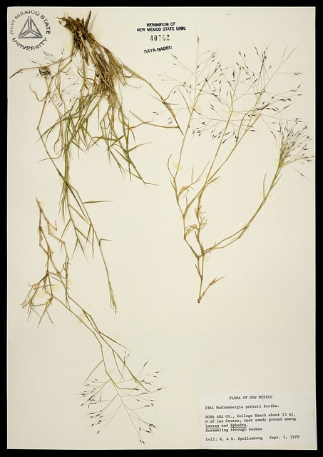 Muhlenbergia porteri