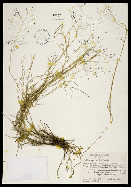 Muhlenbergia porteri