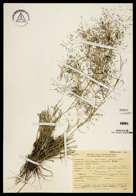 Muhlenbergia porteri