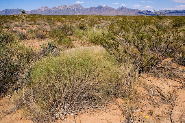 Muhlenbergia porteri