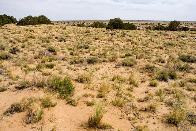 Muhlenbergia pungens