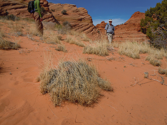 Muhlenbergia pungens