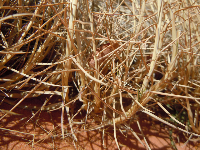 Muhlenbergia pungens